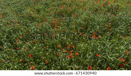 red poppies in green field on summer day 