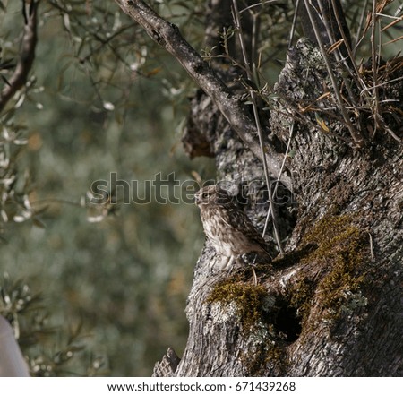 Athene noctua on an olive tree