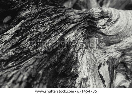 detail of died wood texture black and white nature art photography.