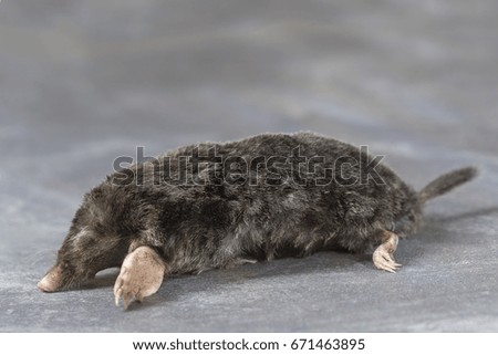 The European mole on a grey background