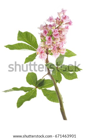 pink flowers of horse chestnut closeup on white