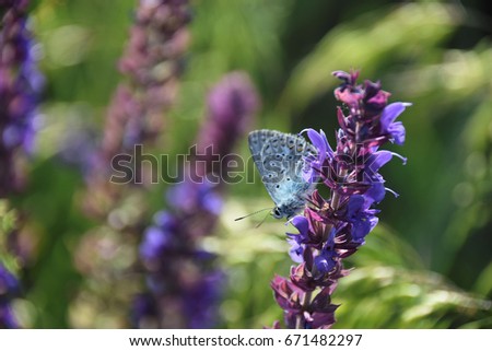 Blue butterfly resting on a purple field flower against blurred background, may use for a season calendar page