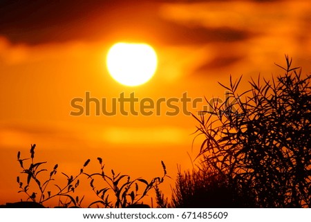 Grass Silhouette awe orange fire sunset background