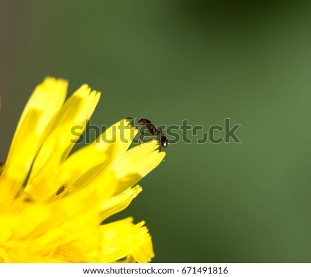 Ant on yellow flowers