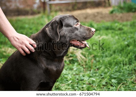 Dog, labrador in the backyard, animals, pets, house.