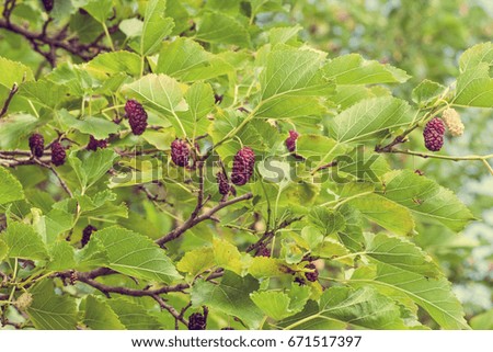 Fresh mulberry on the branch