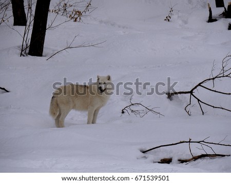  Arctic wolf standing in the snow near the forest-stock photos