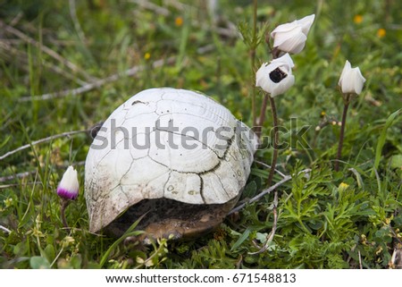 Empty white turtle (Testudo graeca) armor on green grass with Anemone coronaria