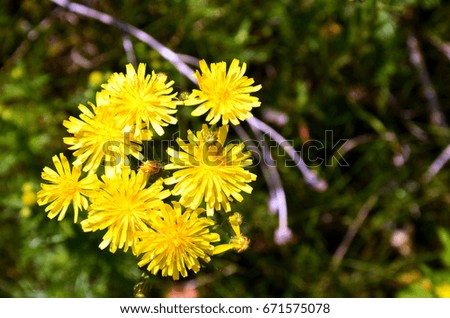 Yellow Wildflowers Close Up