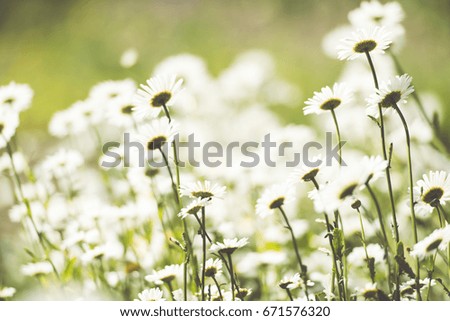 Chamomile flowers/toned photo