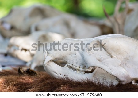 Close-up skull of an animal outdoors with blurry background and skulls.