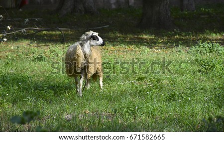 sheep in the meadow, 