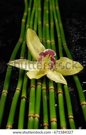 yellow orchid on bamboo grove –wet background