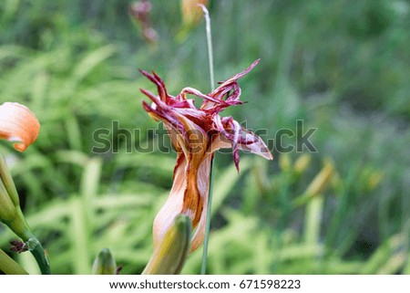 Tiger Lilly image