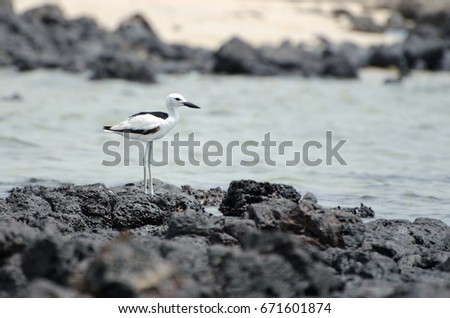 Birds with long legs stands on the coast of red sea in Saudi Arabia south area near Jazan city