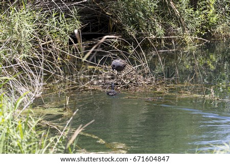 Couple of coots  (Fulica atra) are building a nest on the lake