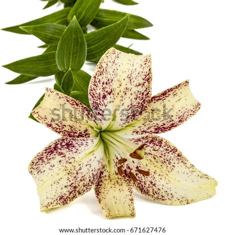 Big flower of brindle lily, isolated on white background