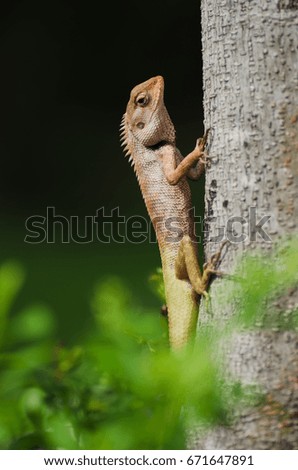 red chameleon from Thailand perched on the tree.