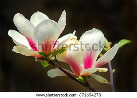 Magnolia grandiflora/istanbul,Turkey
