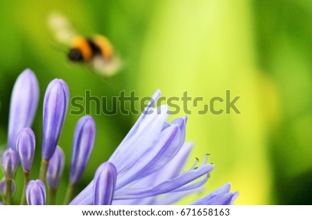 bumble bee on green n flower  Blue, African Lily, natural green African agapanthus  with wasp bumble bee collecting pollen stock, photo, photograph, image, picture, 