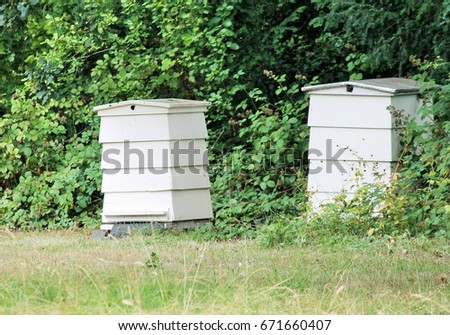 bee hive beehive house where bumble bees make honey stock, photo, photograph, picture, image