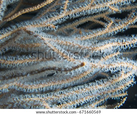 whip coral 