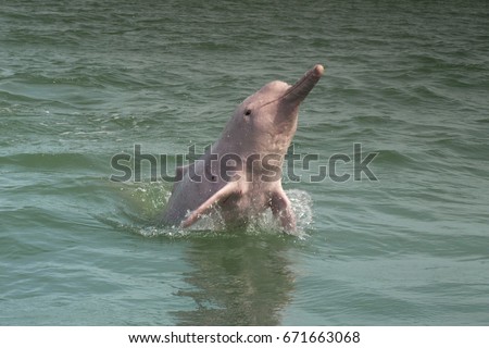 Pink dolphin  jumping  at Khanom, Nakhon Sri Thammarat, Thailan