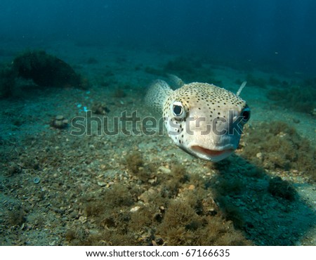 Close up of a Porcupinefish-Diodon hystrix, picture taken under the Blue Heron Bridge in the intercoastal waterway of Palm Beach County, Florida.