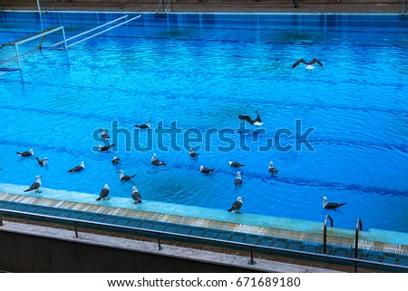 Sports swimming pool for swimming and playing water polo. Empty pool was occupied by seagulls. Seagulls swim in water of sports pool. Flying seagulls