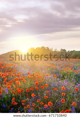 Flowers poppies and bells field on evening sky and sunlights