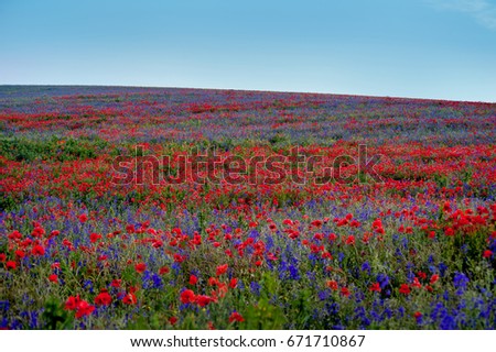 big colorful field poppies and bells flowers with blue sky