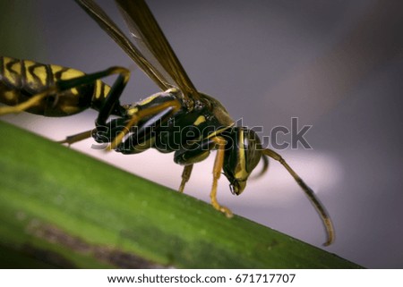 Yellow and black striped wasp resting on a tree leaf