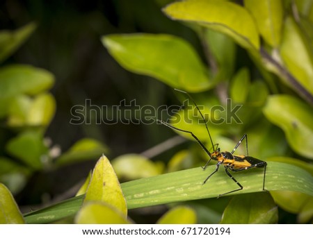 Pyrrhocoridae bug resting on a plant leaf