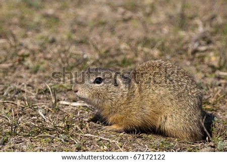 European Ground Squirrel on field