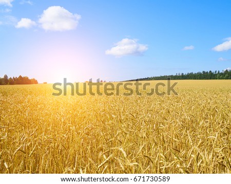 A wheat field, fresh crop of on a sunny day. Rural Landscape.Blue sky with fluffy clouds.