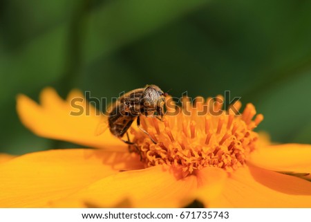 Syrphidae on plant in the wild