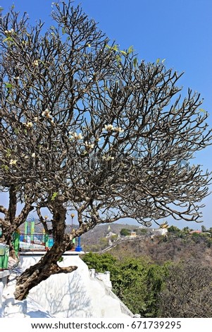 The beauty of Frangipani in the Sagaing city,Myanmar.