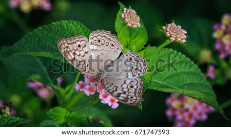 Five ring butterfly