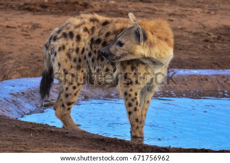 Spotted Hyena at a watering hole
