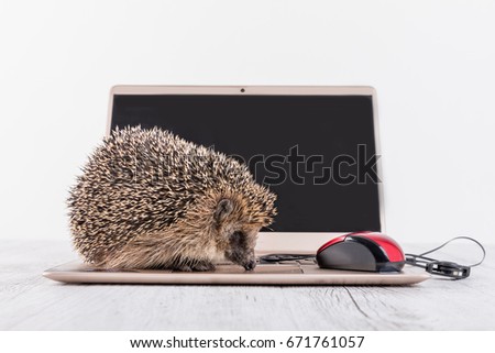 Hedgehog climbs through the laptop, cute hedgehog.