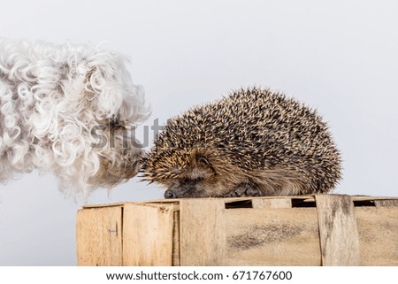The dog examines the hedgehog. Friendship between a hedgehog and a dog.