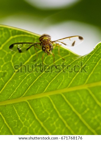 Image of a flies (Drosophila melanogaster) on green leaves. Insect Animal