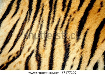 texture of real tiger skin ( fur ) Royalty-Free Stock Photo #67177309