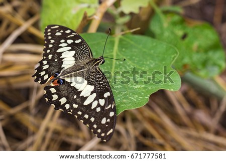 Image of The Lime Butterfly on green leaves. Insect Animal (Papilio demoleus malayanus Wallace, 1865)