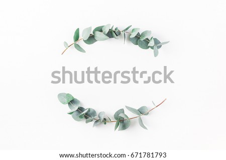 Eucalyptus on white background. Wreath made of eucalyptus branches. Flat lay, top view, copy space Royalty-Free Stock Photo #671781793