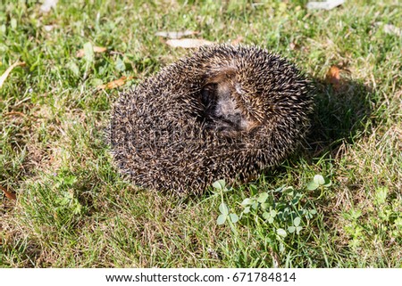 Spoiled hedgehog in the ball is on the grass, cute hedgehog.