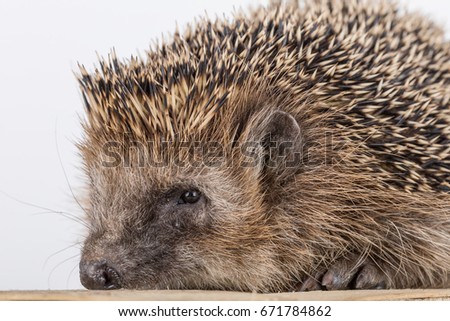Portrait of little hedgehog, cute hedgehog.