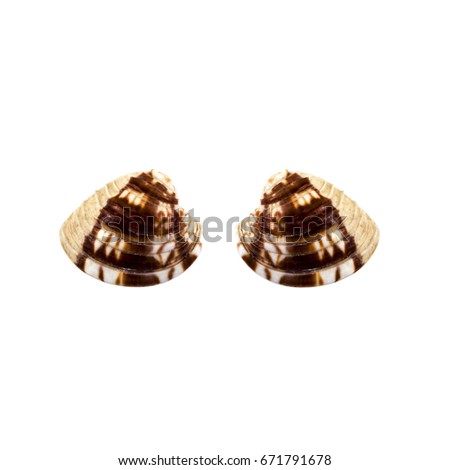 Beautiful sea shell,Chione paphia, isolated on white background view from the top .For posters, sites, business cards, postcards, interior design, labels and stickers.
