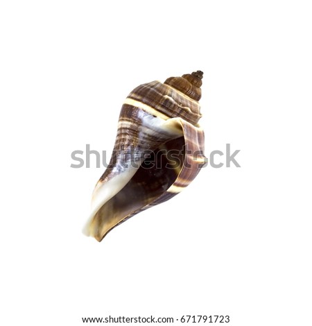 Beautiful sea shell,turbinella angulata, isolated on white background view from the top .For posters, sites, business cards, postcards, interior design, labels and stickers.