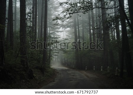Fog, trees, forest                               